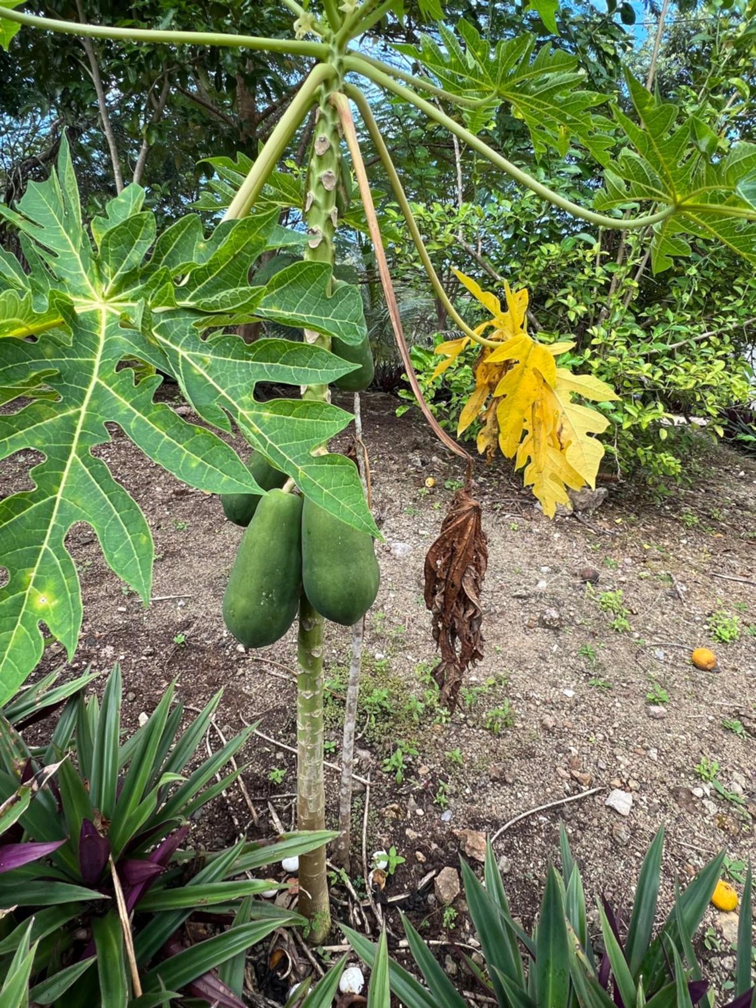 El Encanto - Hotel Boutique Chichén-Itzá Εξωτερικό φωτογραφία