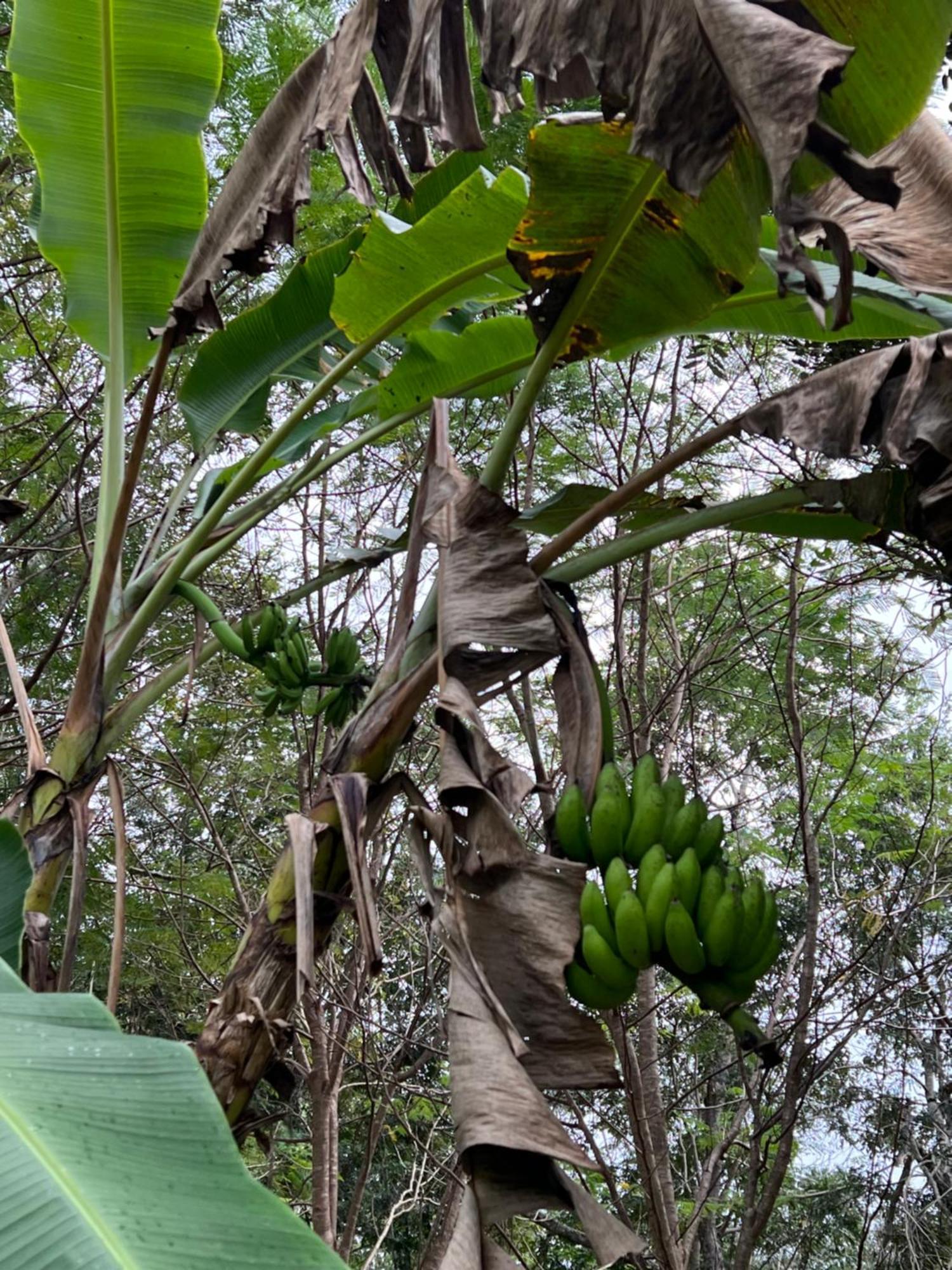 El Encanto - Hotel Boutique Chichén-Itzá Εξωτερικό φωτογραφία